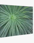 This Offley Green 16X20 Botanical Canvas Print features a close-up of a green plant with long, narrow leaves radiating in a symmetrical starburst pattern. Its eco-friendly design captures smooth textures and geometric beauty, ideal for stunning botanical prints or canvas wraps. Choose from 10+ designs!.