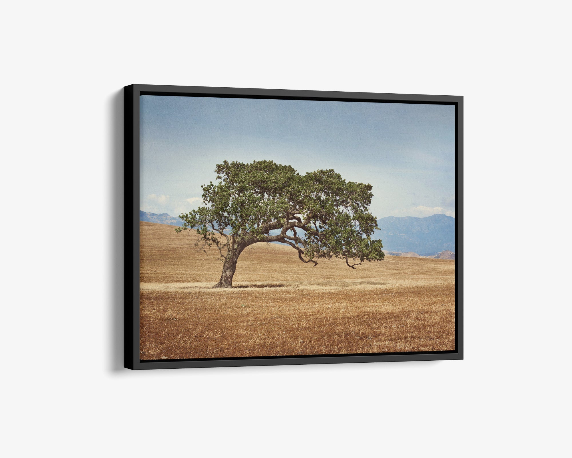 California Landscape Wall Art, Oak Tree Canvas 'Windswept'