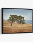 California Landscape Wall Art, Oak Tree Canvas 'Windswept'