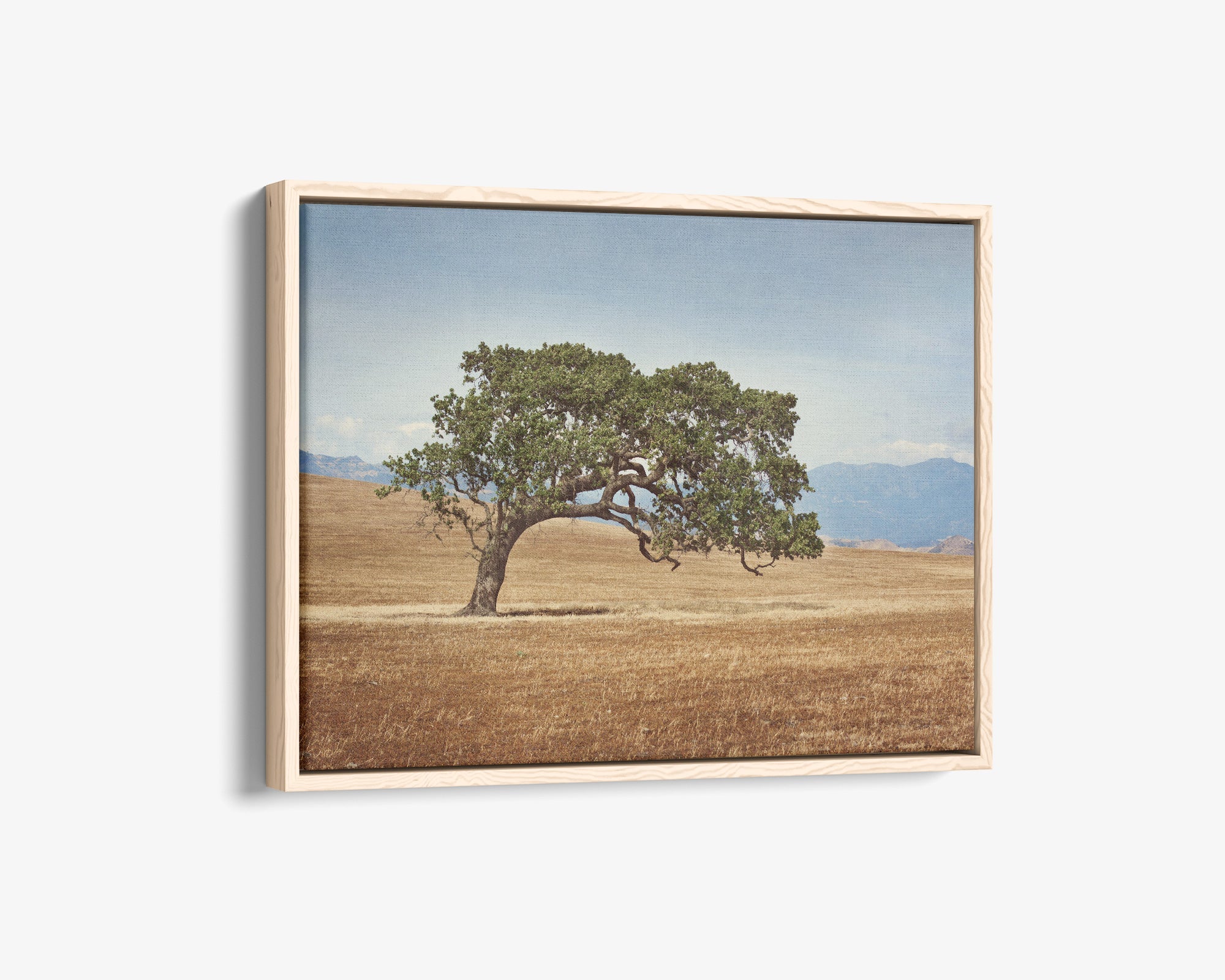 California Landscape Wall Art, Oak Tree Canvas 'Windswept'