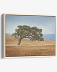 California Landscape Wall Art, Oak Tree Canvas 'Windswept'
