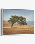 California Landscape Wall Art, Oak Tree Canvas 'Windswept'