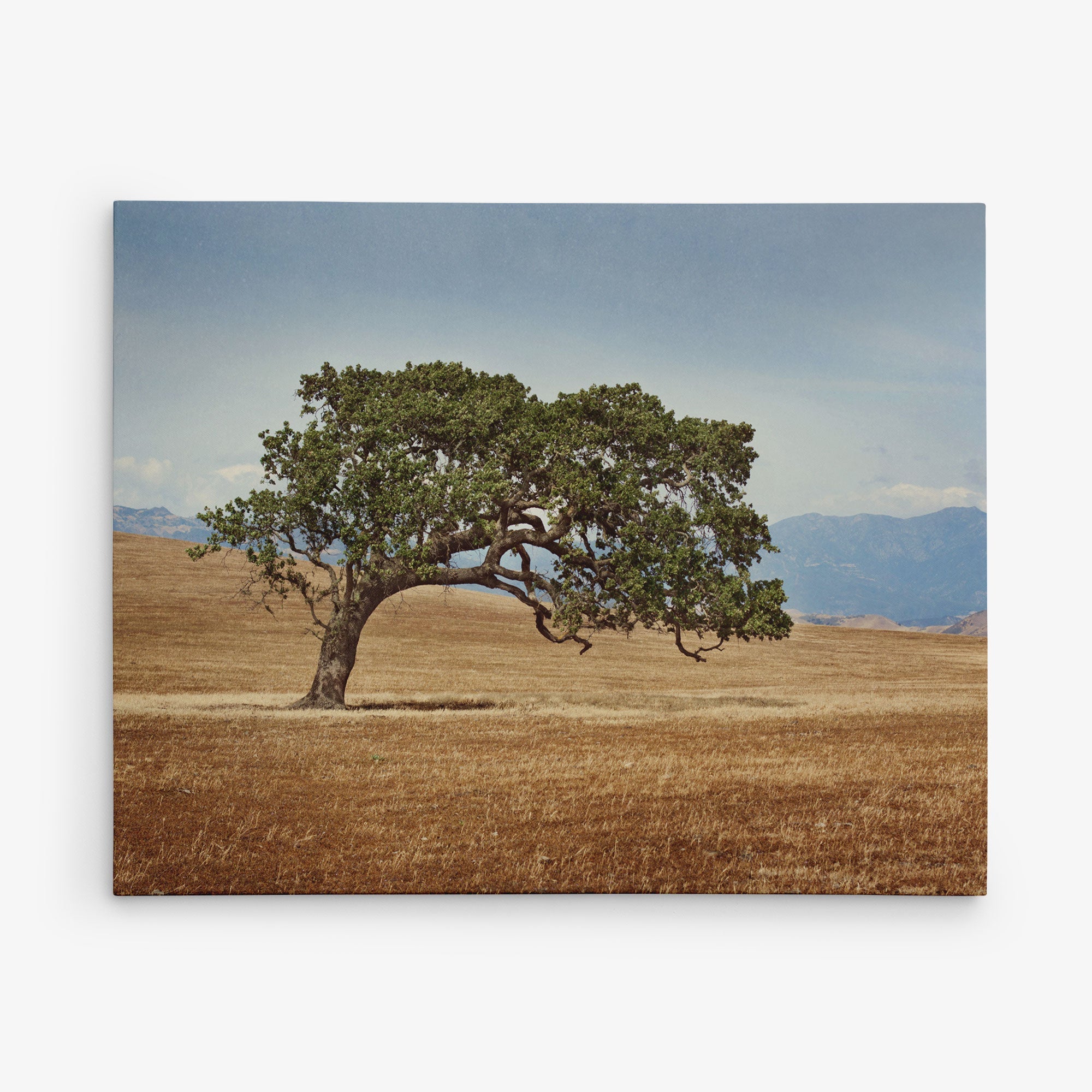 California Landscape Wall Art, Oak Tree Canvas 'Windswept'