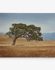 California Landscape Wall Art, Oak Tree Canvas 'Windswept'
