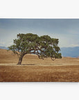 A twisting tree in a vast golden field under a clear sky, with distant mountains on the horizon, embodies nature's serene beauty—perfect for an 8x10 Rustic Canvas Print from Offley Green's collection of 10+ designs.