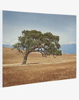 California Landscape Wall Art, Oak Tree Canvas 'Windswept'