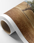 California Landscape Wall Art, Oak Tree Canvas 'Windswept'
