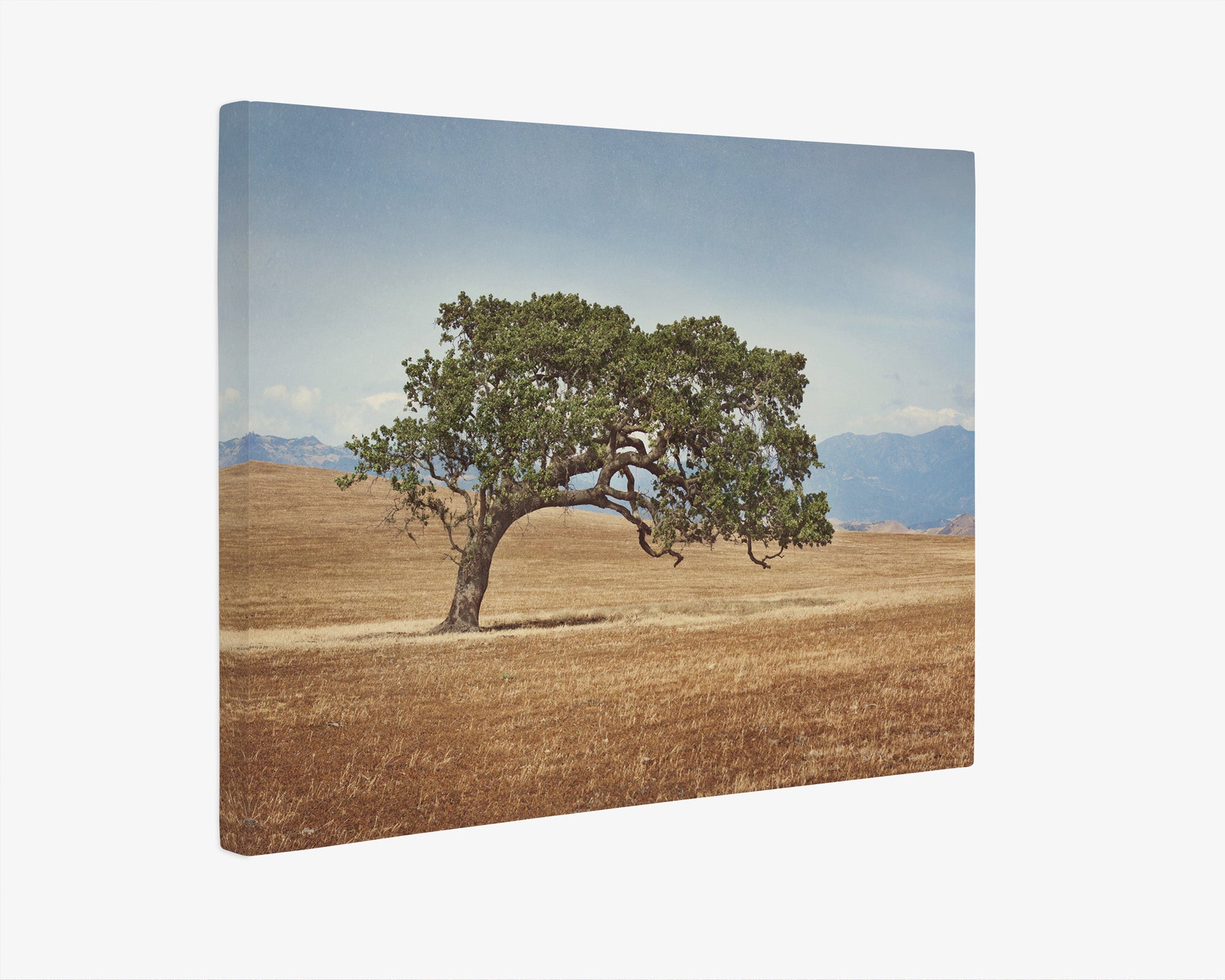 California Landscape Wall Art, Oak Tree Canvas 'Windswept'