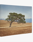 California Landscape Wall Art, Oak Tree Canvas 'Windswept'