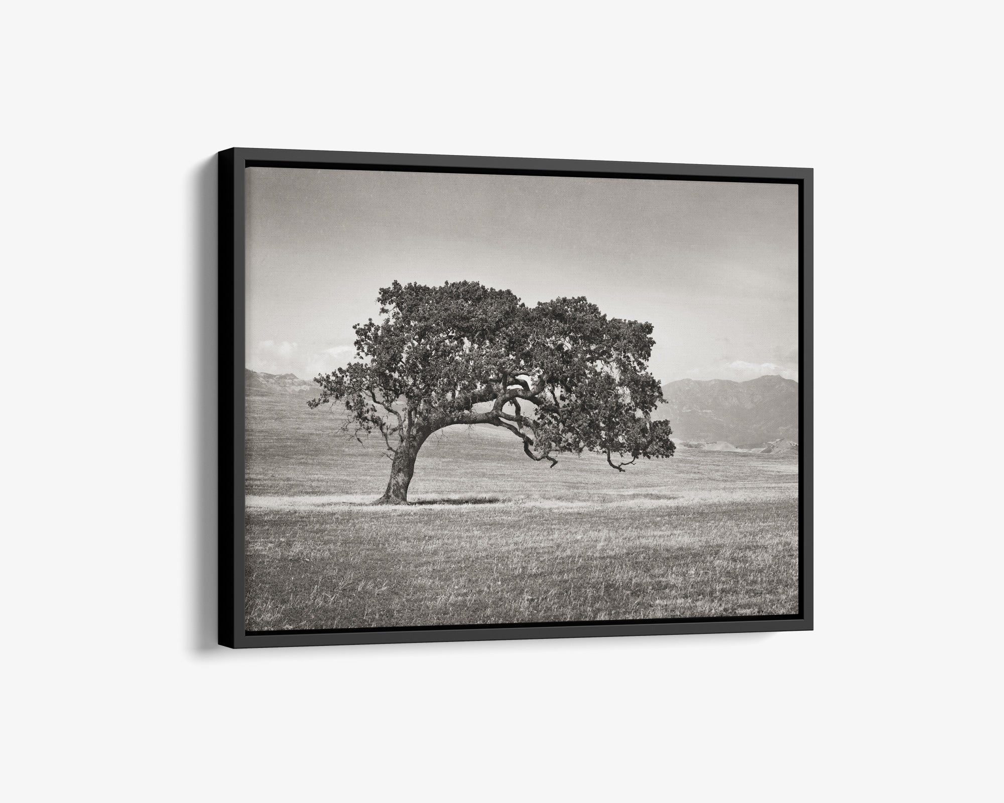 Californian Oak Tree Landscape Canvas, 'Windswept (Black and White)'
