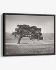 Californian Oak Tree Landscape Canvas, 'Windswept (Black and White)'