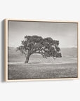 Californian Oak Tree Landscape Canvas, 'Windswept (Black and White)'