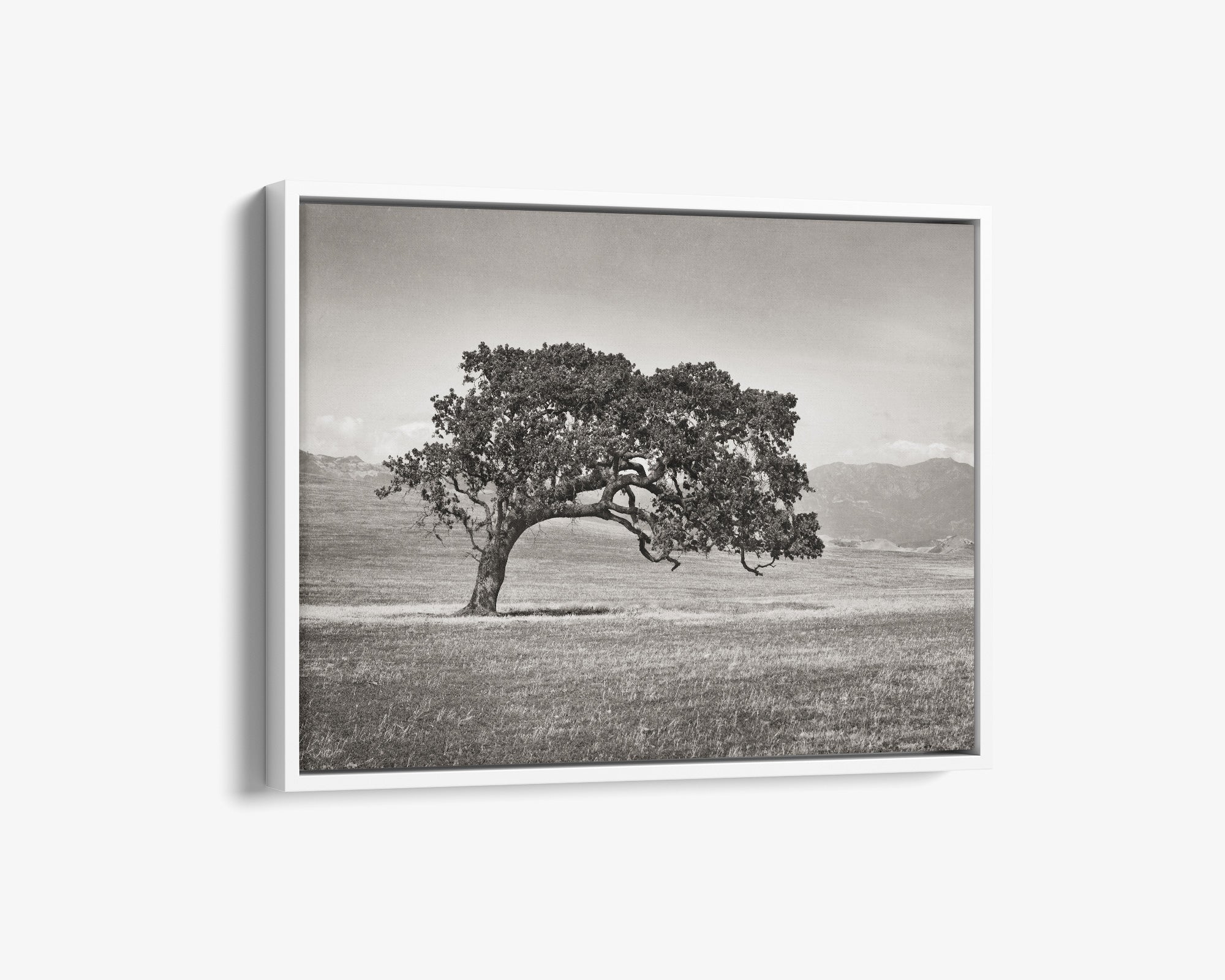 Californian Oak Tree Landscape Canvas, 'Windswept (Black and White)'