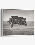 Californian Oak Tree Landscape Canvas, 'Windswept (Black and White)'