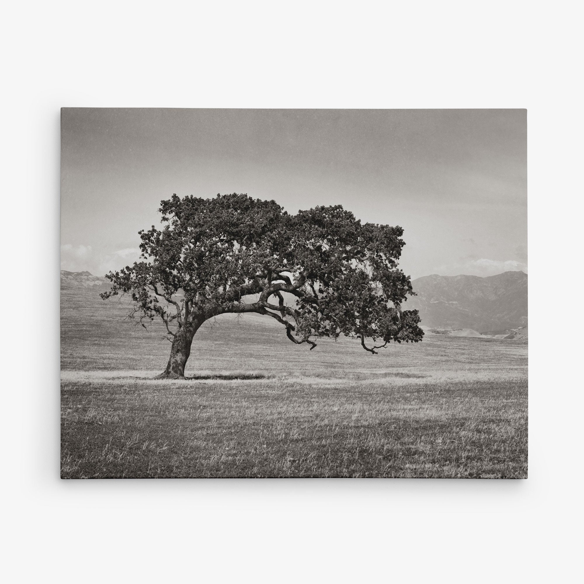 A solitary, large tree with sprawling branches stands in the middle of an open grassy plain. The background features distant mountains beneath a cloudy sky. The image is in black and white, giving it a timeless, serene feel—perfect for Offley Green's 11x14 Rustic Canvas Print (Choose from 10+ Designs) to elevate your wall art decor.