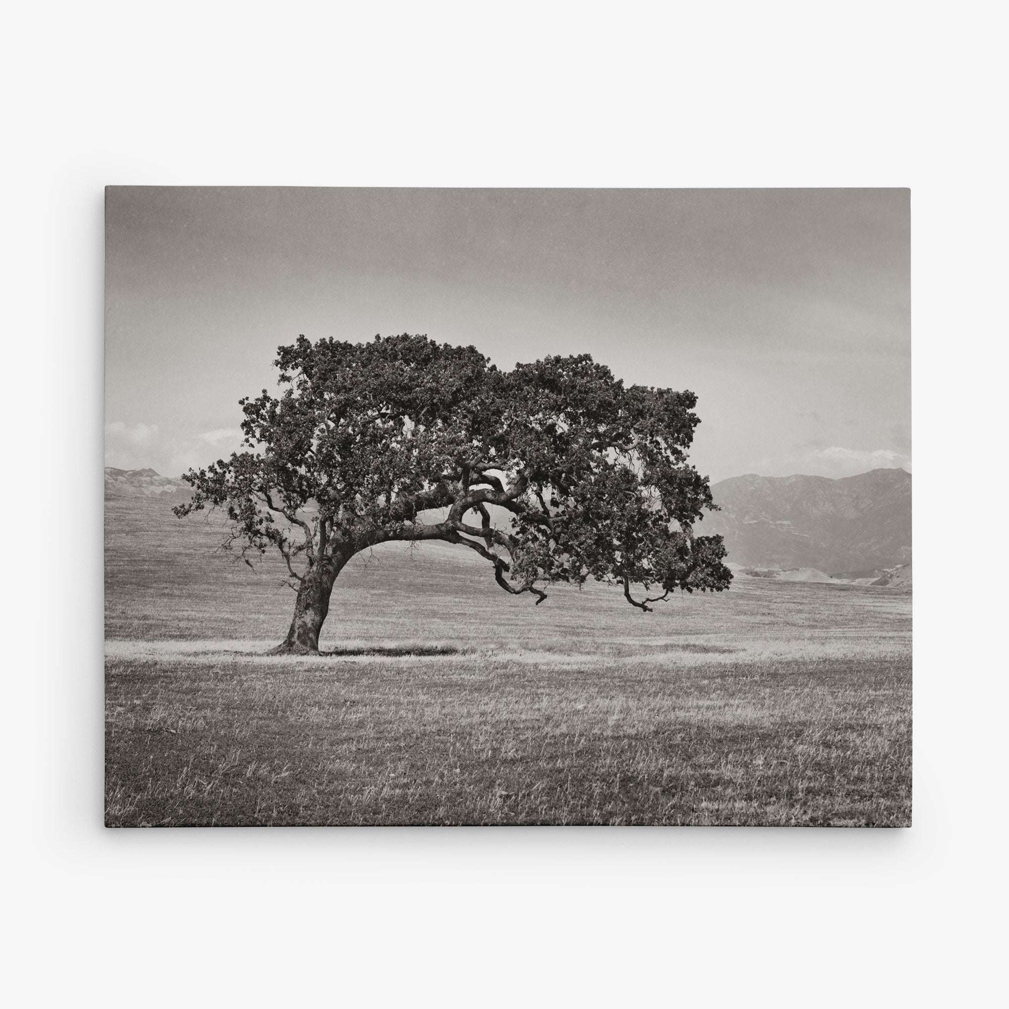In an open field, a lone tree with a curved trunk stands gracefully against distant mountains under an overcast sky. This black and white photo on Offley Green's 8x10 Rustic Canvas Print captures a timeless serenity reminiscent of rustic elegance. Choose from 10+ designs to suit your style.