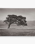 In an open field, a lone tree with a curved trunk stands gracefully against distant mountains under an overcast sky. This black and white photo on Offley Green's 8x10 Rustic Canvas Print captures a timeless serenity reminiscent of rustic elegance. Choose from 10+ designs to suit your style.