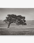 Californian Oak Tree Landscape Canvas, 'Windswept (Black and White)'