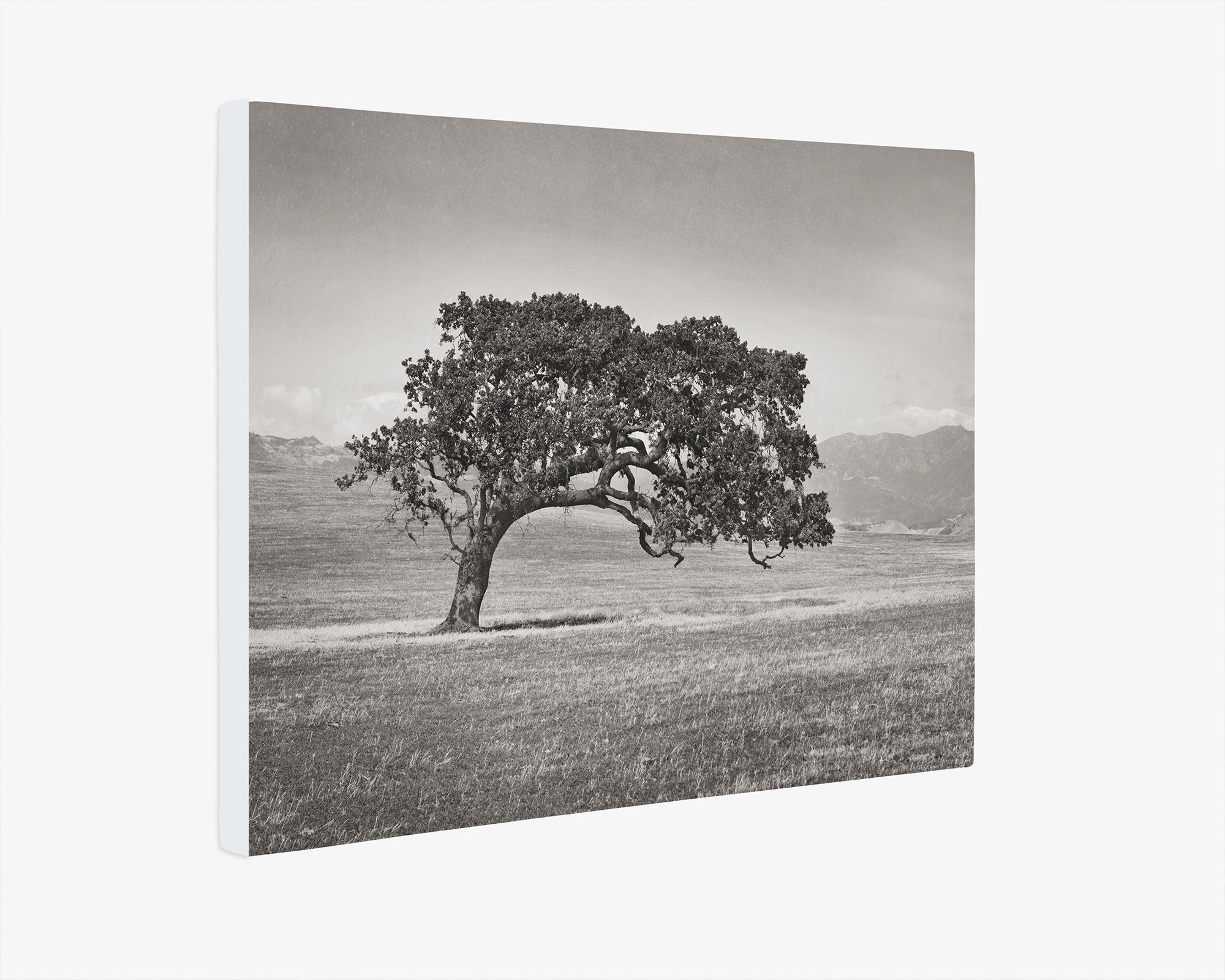 Californian Oak Tree Landscape Canvas, 'Windswept (Black and White)'
