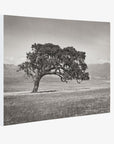 Californian Oak Tree Landscape Canvas, 'Windswept (Black and White)'