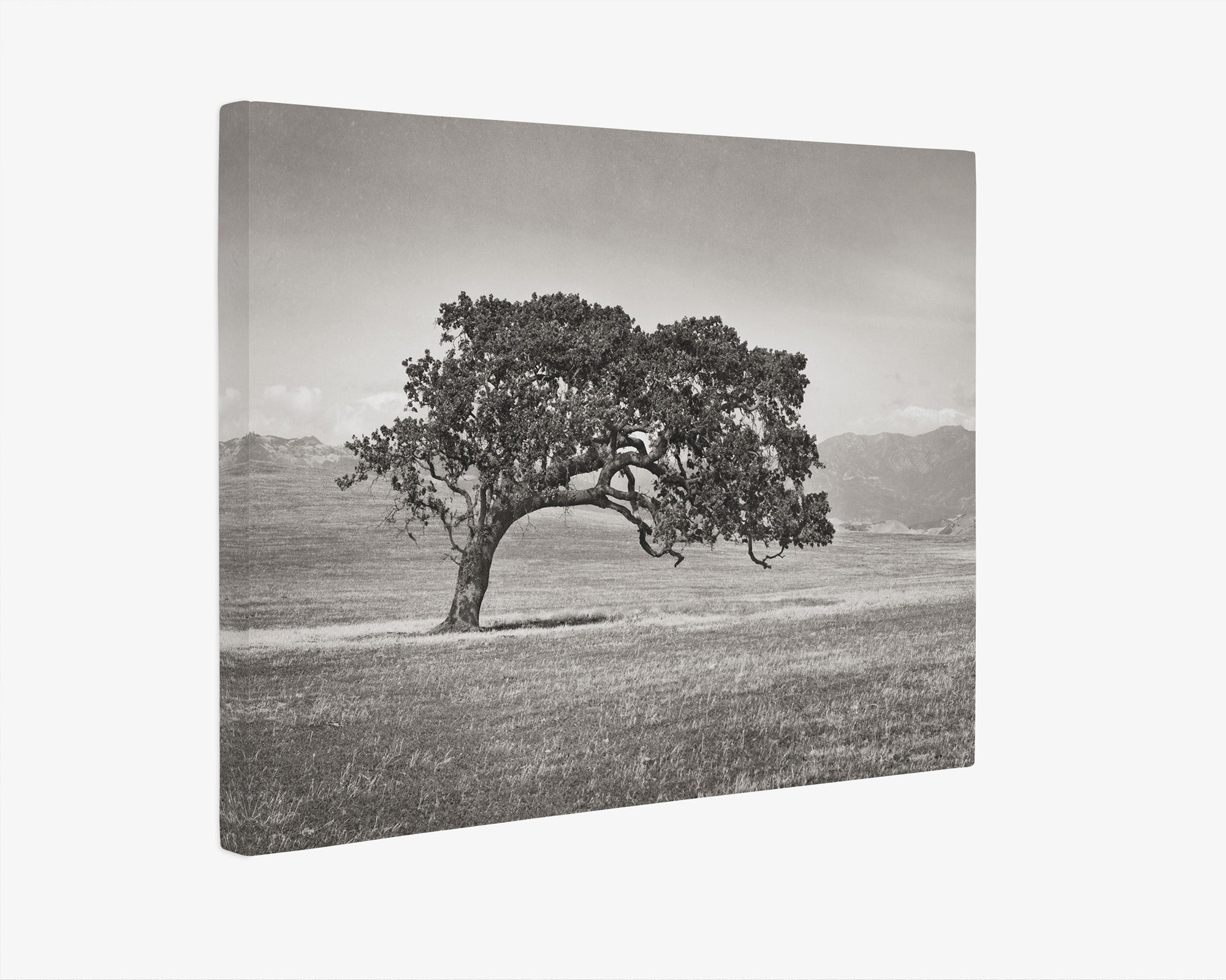 Californian Oak Tree Landscape Canvas, 'Windswept (Black and White)'