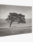 Californian Oak Tree Landscape Canvas, 'Windswept (Black and White)'