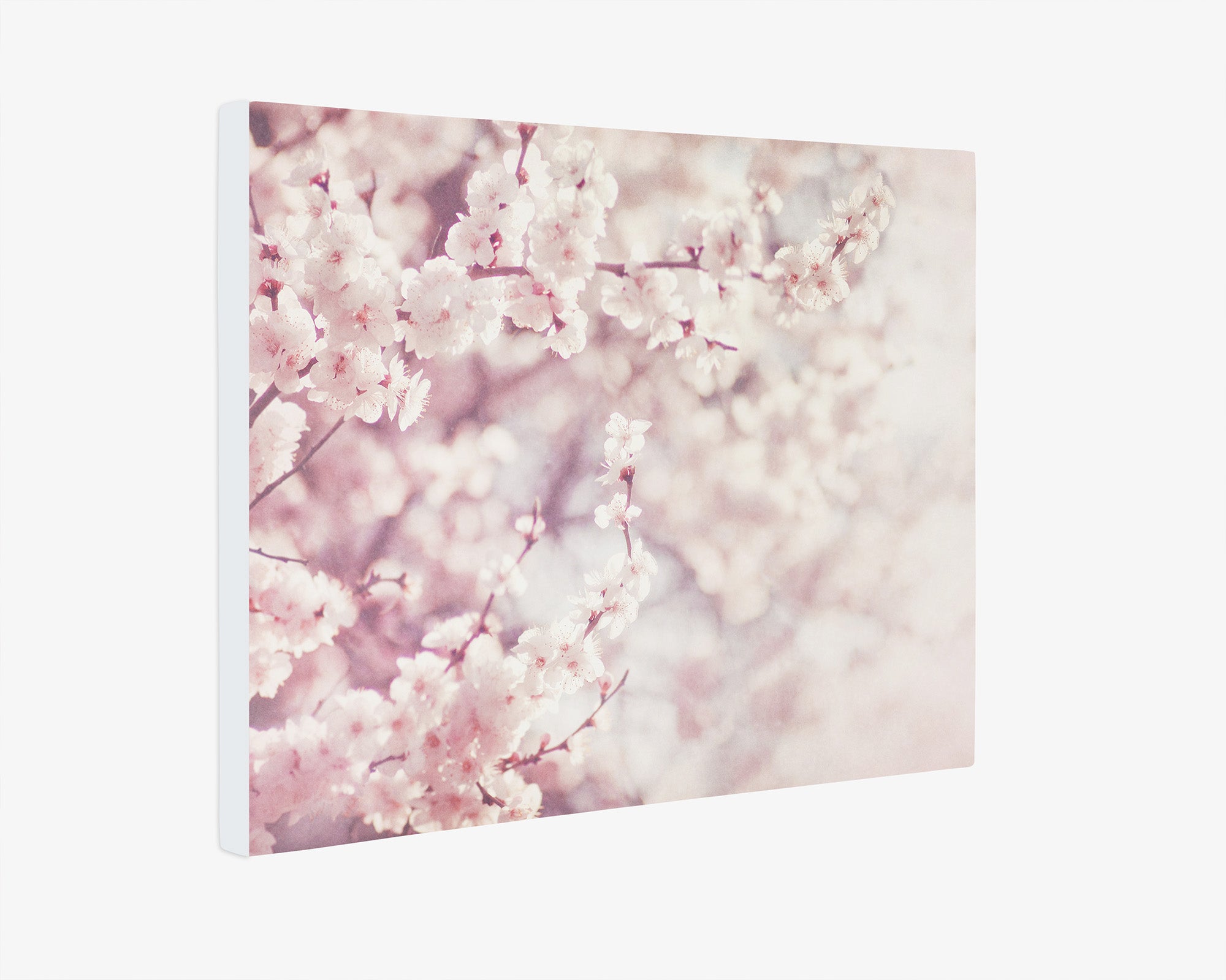 Pink Canvas Wall Art, 'Dreamy Blossom'
