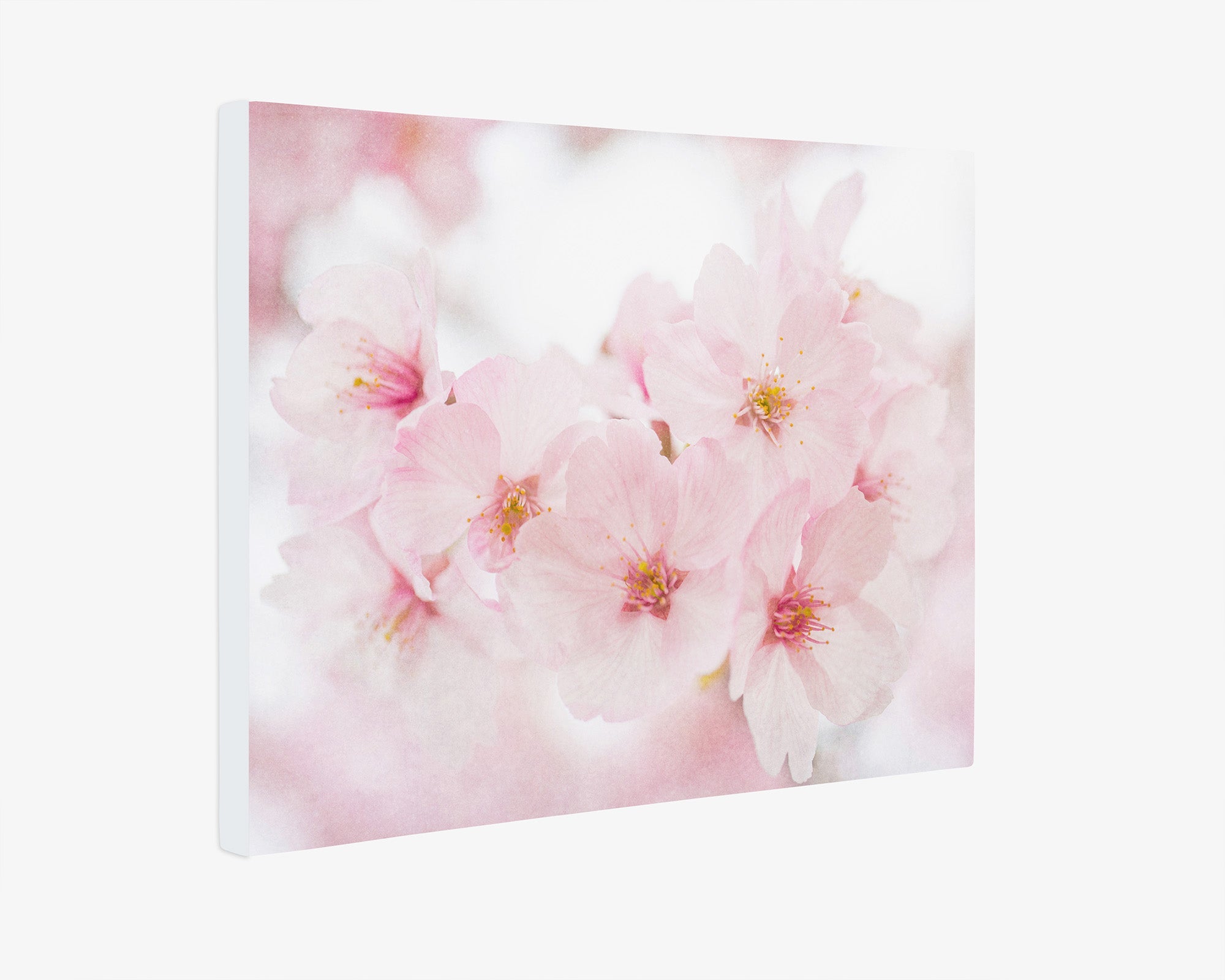 Pink Flower Canvas Wall Art, 'Cherry Blossom'