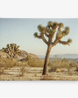 Joshua Tree Canvas Wall Art, 'Mighty Joshua'