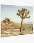 Joshua Tree Canvas Wall Art, 'Mighty Joshua'
