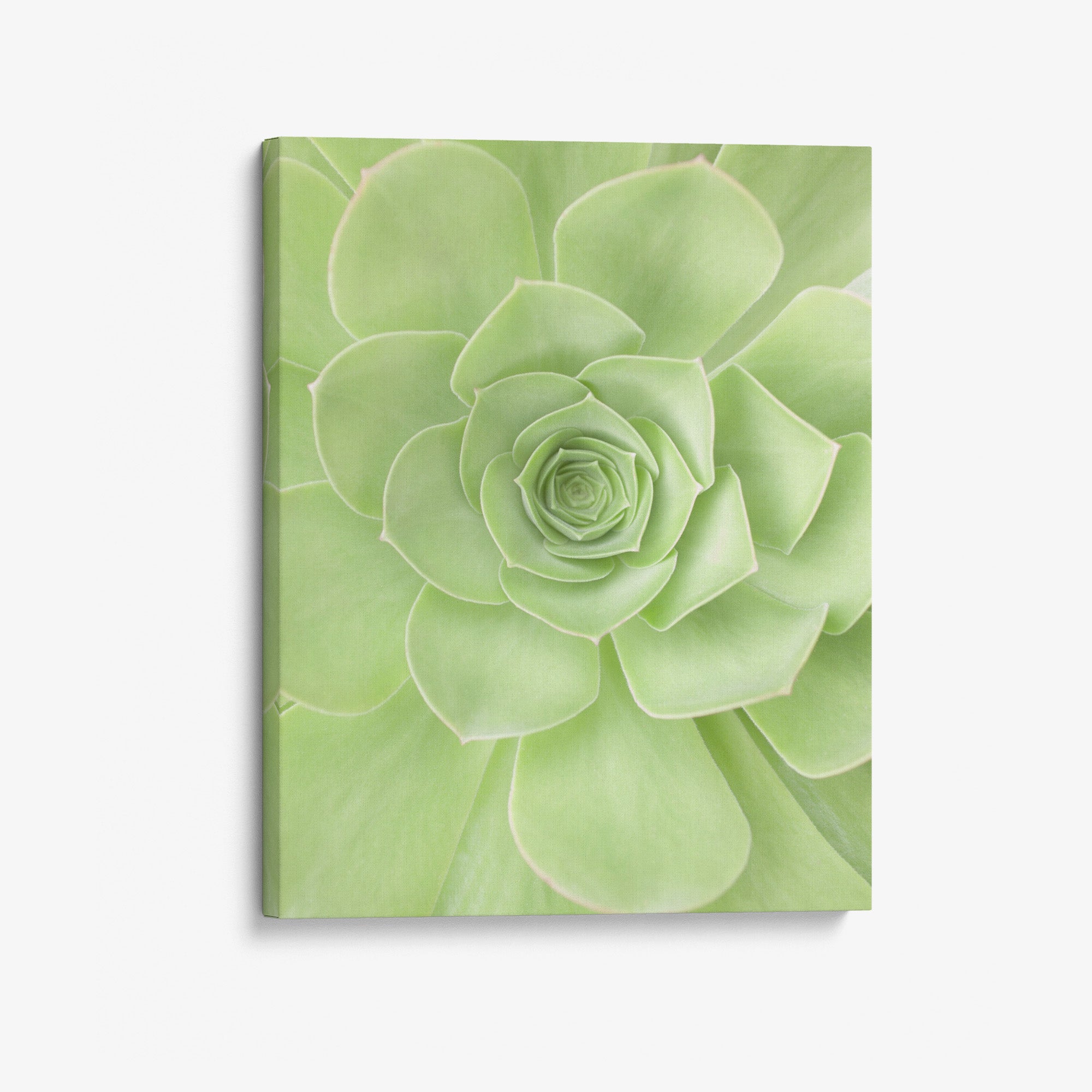 Soothing Green Botanical Wall Art, 'Portrait of a Succulent Heart'