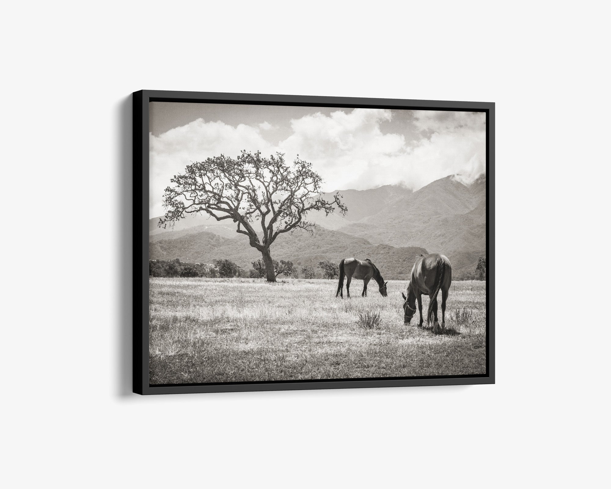 Rustic Vintage Canvas Print of Horses in a Field, 'Santa Ynez Horses (Black & White)'