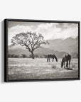 Rustic Vintage Canvas Print of Horses in a Field, 'Santa Ynez Horses (Black & White)'