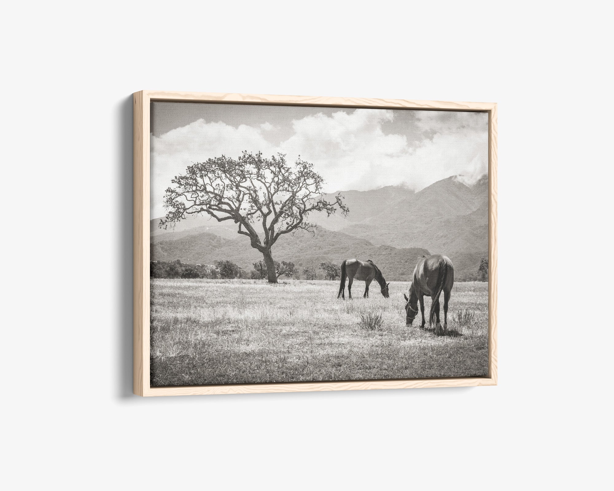 Rustic Vintage Canvas Print of Horses in a Field, 'Santa Ynez Horses (Black & White)'