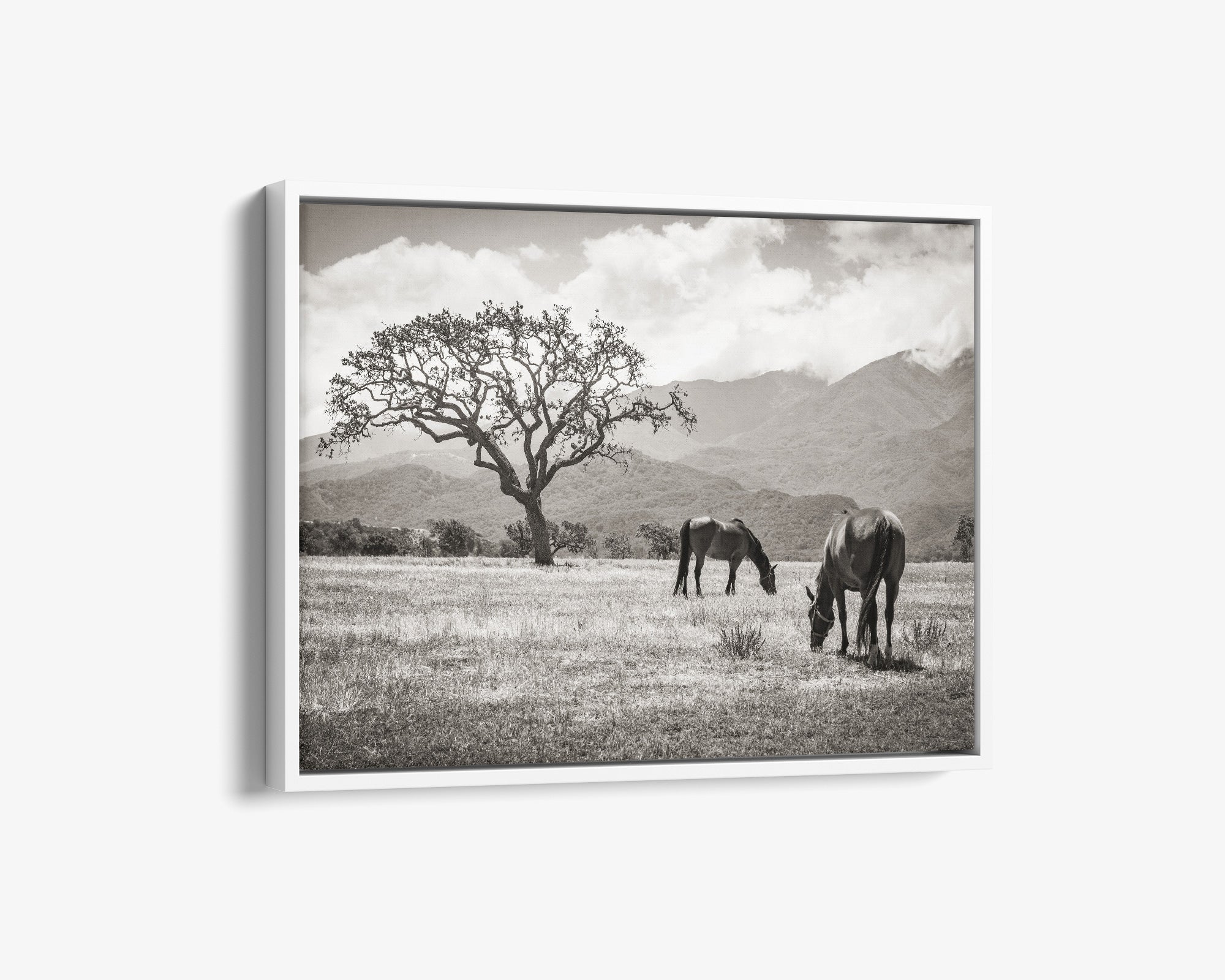 Rustic Vintage Canvas Print of Horses in a Field, 'Santa Ynez Horses (Black & White)'
