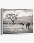 Rustic Vintage Canvas Print of Horses in a Field, 'Santa Ynez Horses (Black & White)'