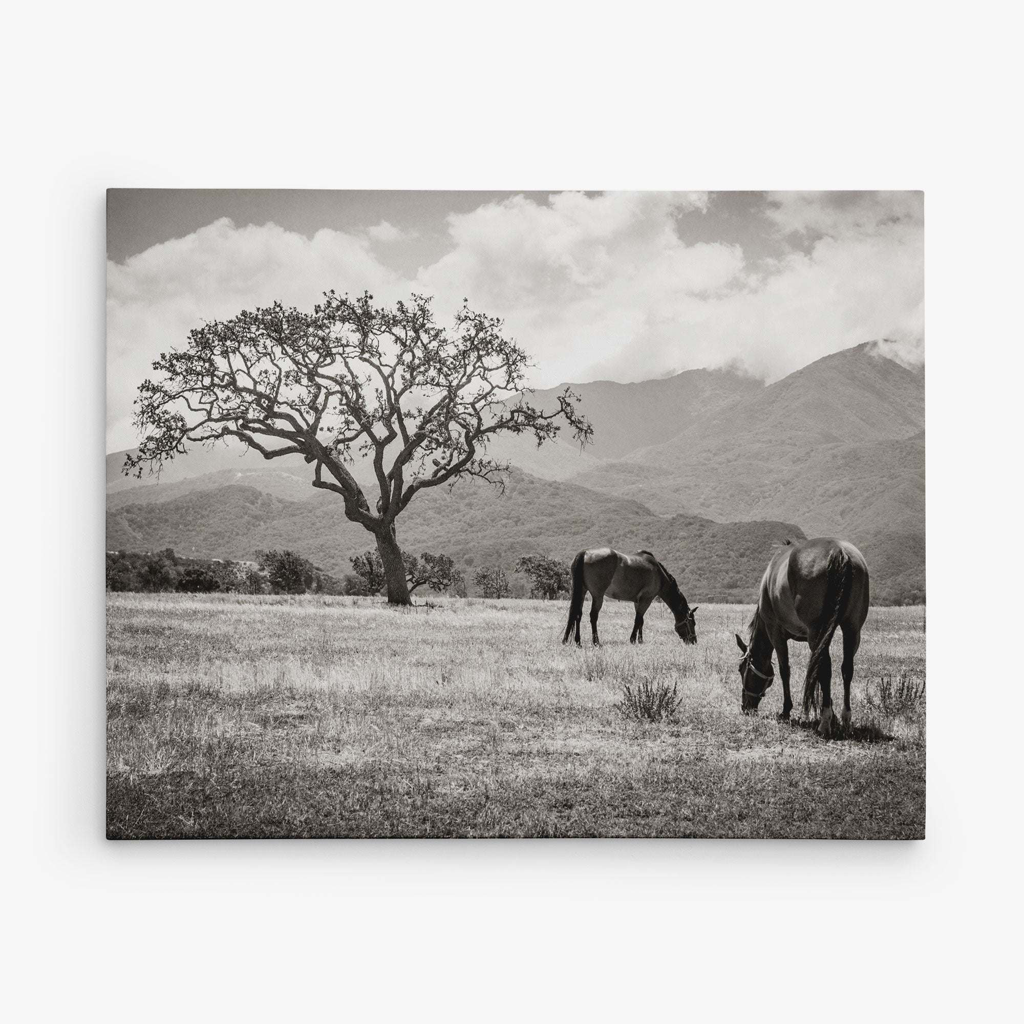 Two horses graze under a large tree in a grassy field with distant mountains and a partly cloudy sky, creating a serene scene akin to rustic prints. This black and white setting is ideal for Offley Green's 8x10 Rustic Canvas Print, available in over 10 designs.