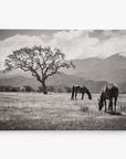 Two horses graze under a large tree in a grassy field with distant mountains and a partly cloudy sky, creating a serene scene akin to rustic prints. This black and white setting is ideal for Offley Green's 8x10 Rustic Canvas Print, available in over 10 designs.