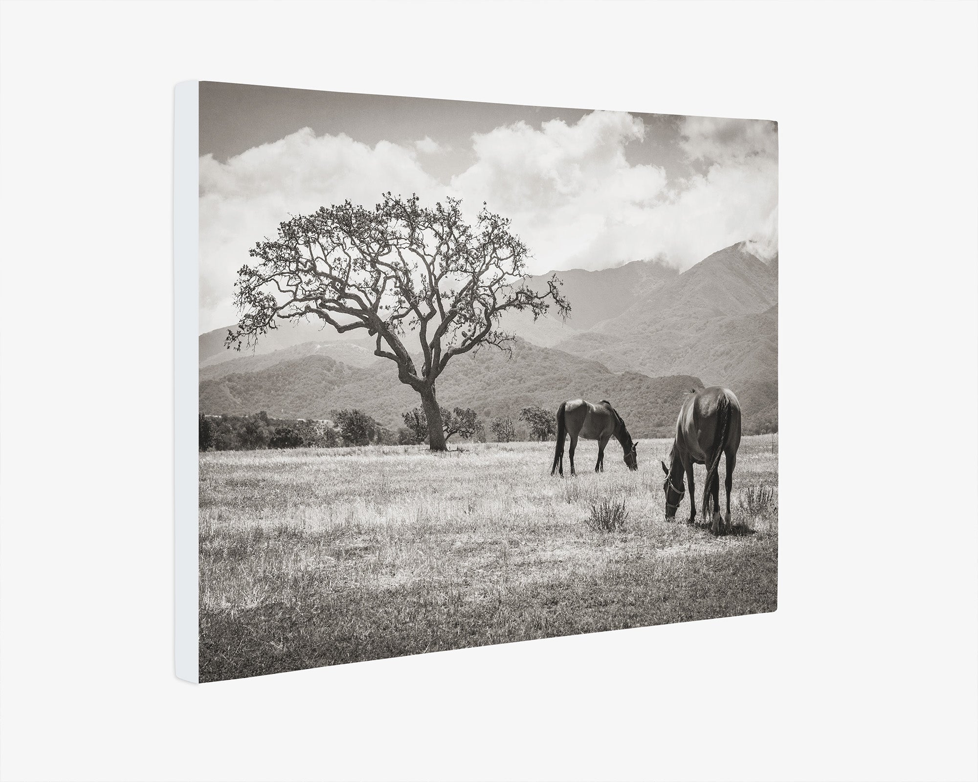 Rustic Vintage Canvas Print of Horses in a Field, 'Santa Ynez Horses (Black & White)'