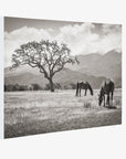 Rustic Vintage Canvas Print of Horses in a Field, 'Santa Ynez Horses (Black & White)'