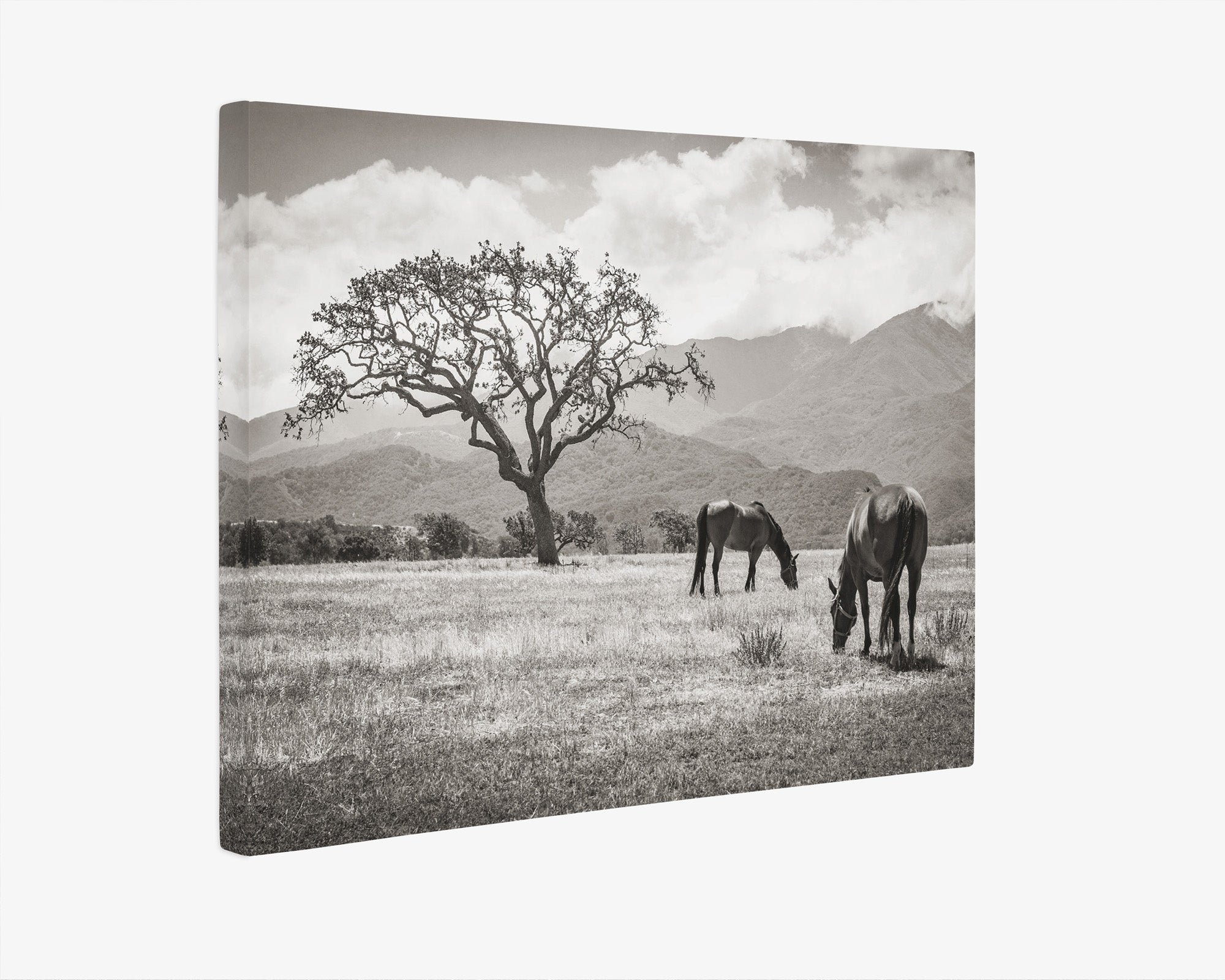 Rustic Vintage Canvas Print of Horses in a Field, 'Santa Ynez Horses (Black & White)'