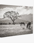 Rustic Vintage Canvas Print of Horses in a Field, 'Santa Ynez Horses (Black & White)'