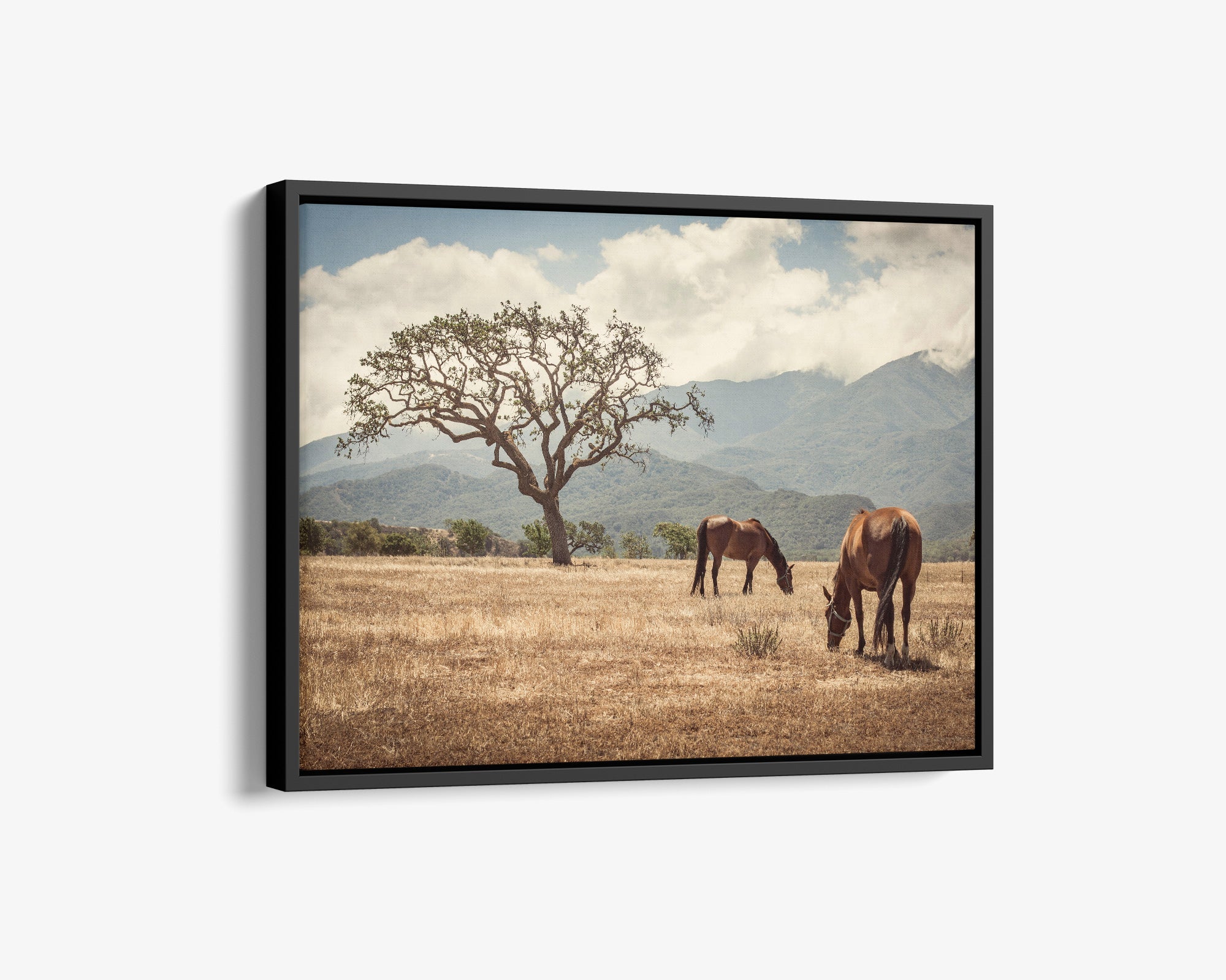 Rustic Canvas Print of Horses in a Field, 'Santa Ynez Horses'