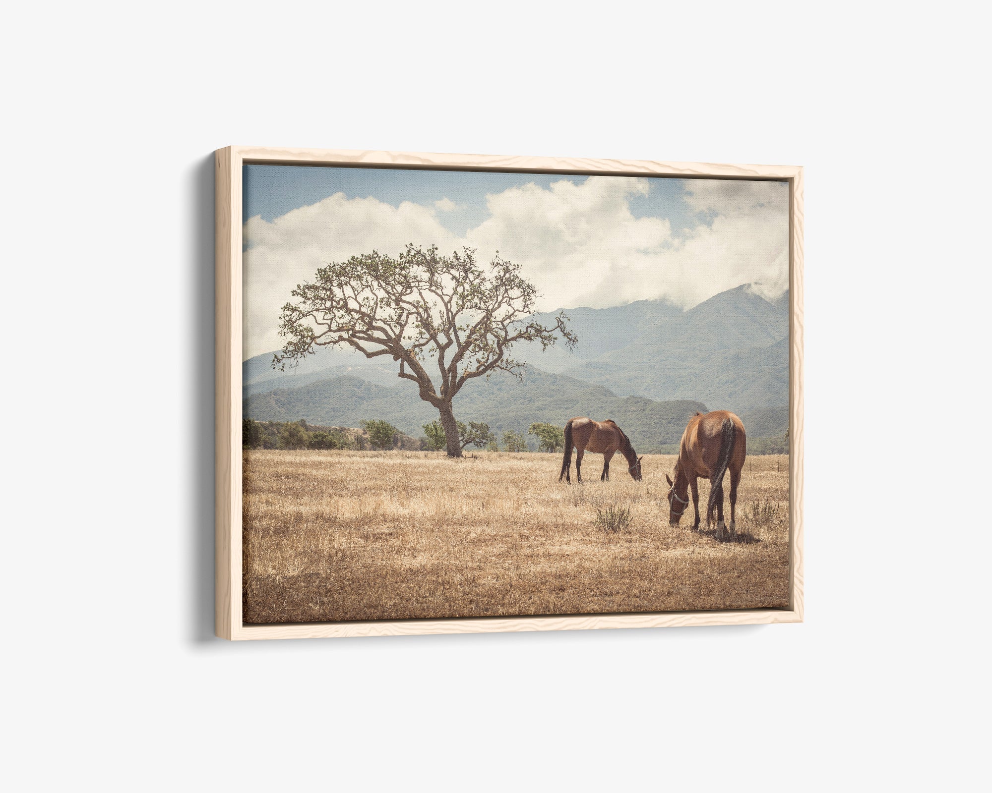 Rustic Canvas Print of Horses in a Field, 'Santa Ynez Horses'