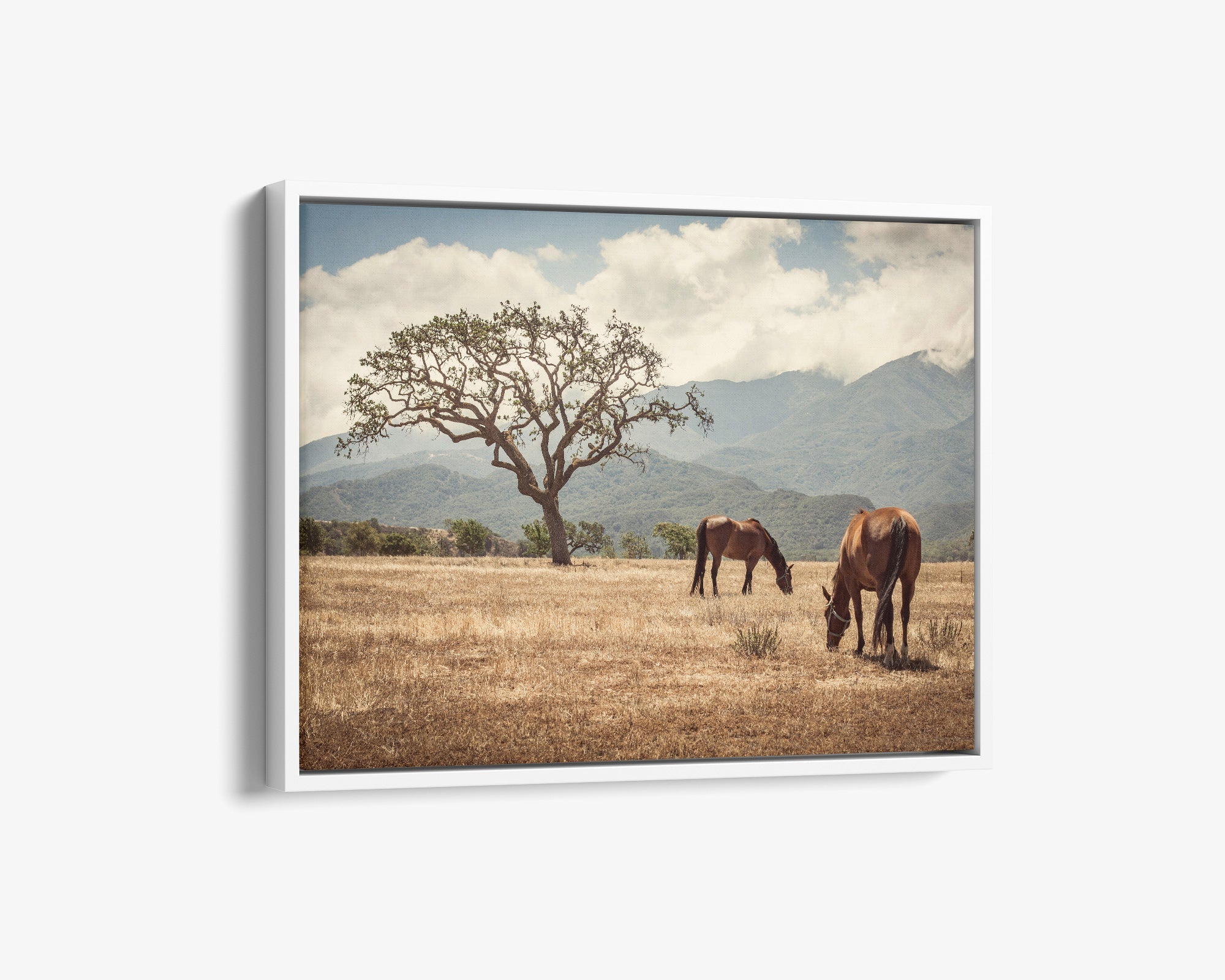 Rustic Canvas Print of Horses in a Field, 'Santa Ynez Horses'