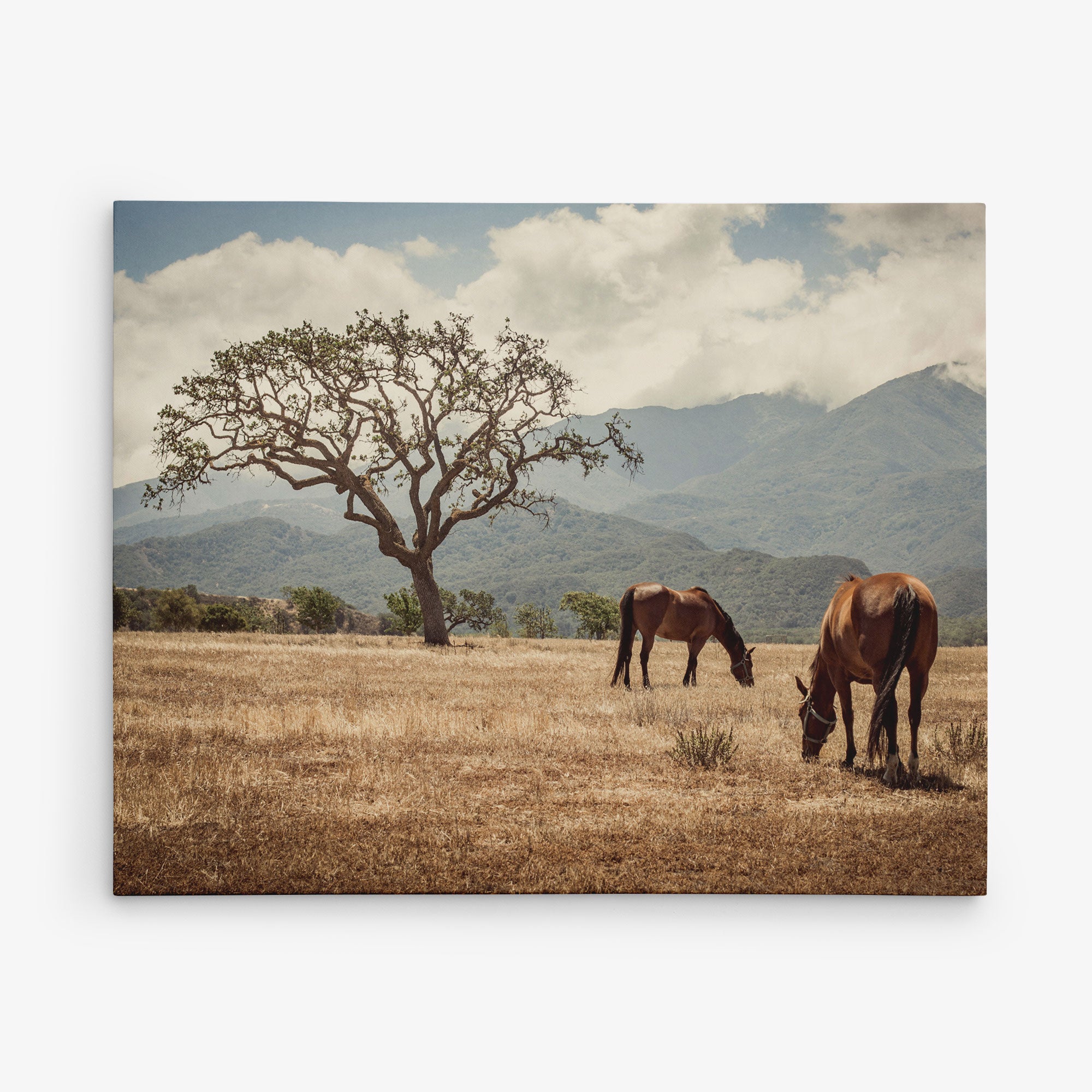 Two horses graze in a dry, grassy field with a single large tree in the background. Mountains and a partly cloudy sky provide the backdrop, creating a serene, natural scene perfect for Offley Green's 11x14 Rustic Canvas Print (Choose from 10+ Designs).