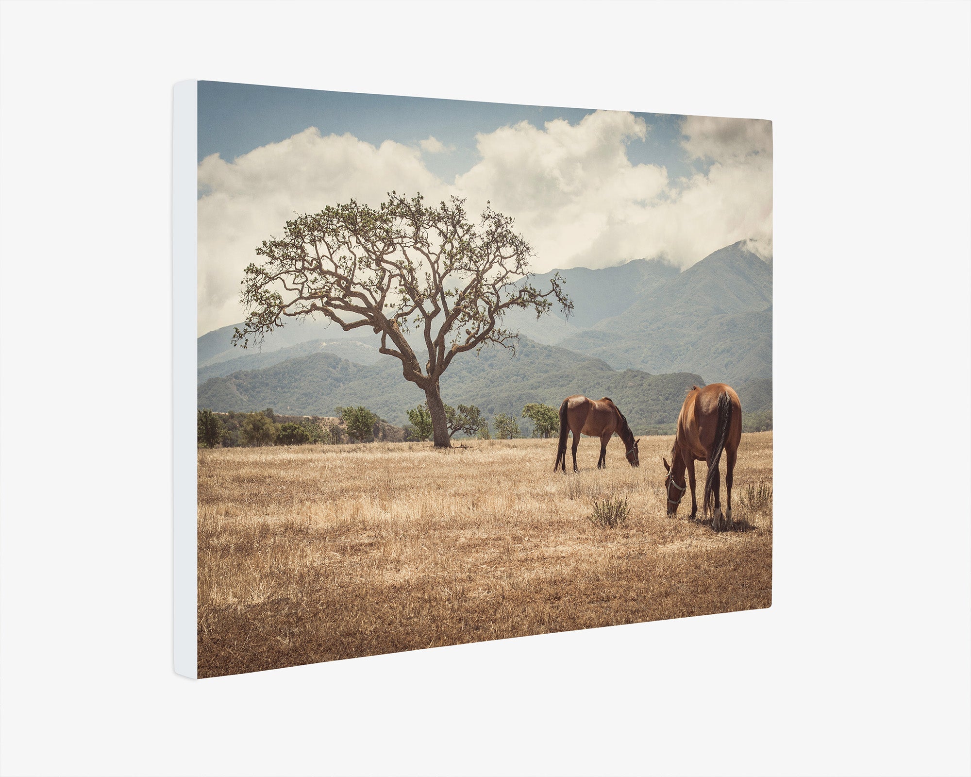 Rustic Canvas Print of Horses in a Field, 'Santa Ynez Horses'