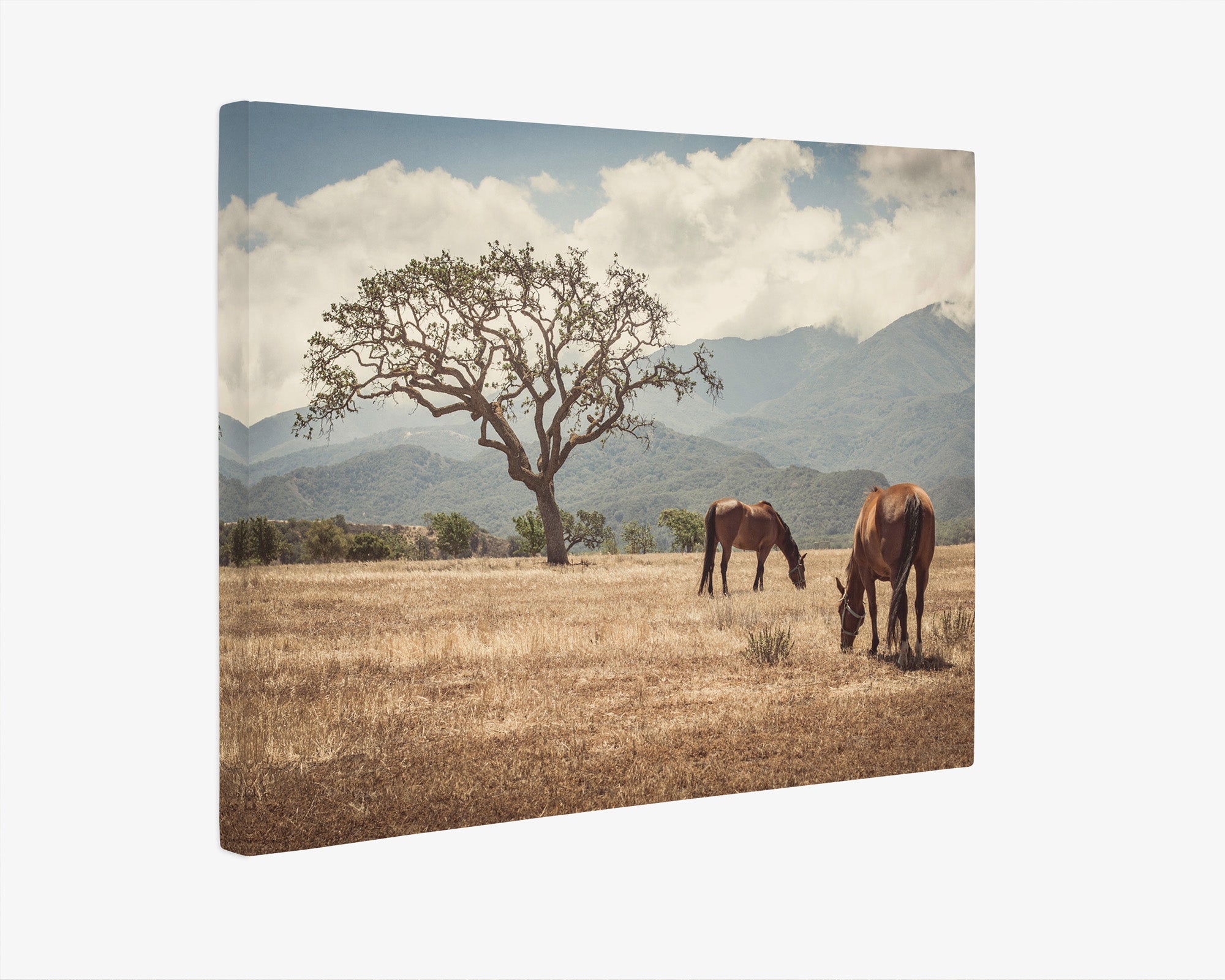 Rustic Canvas Print of Horses in a Field, 'Santa Ynez Horses'