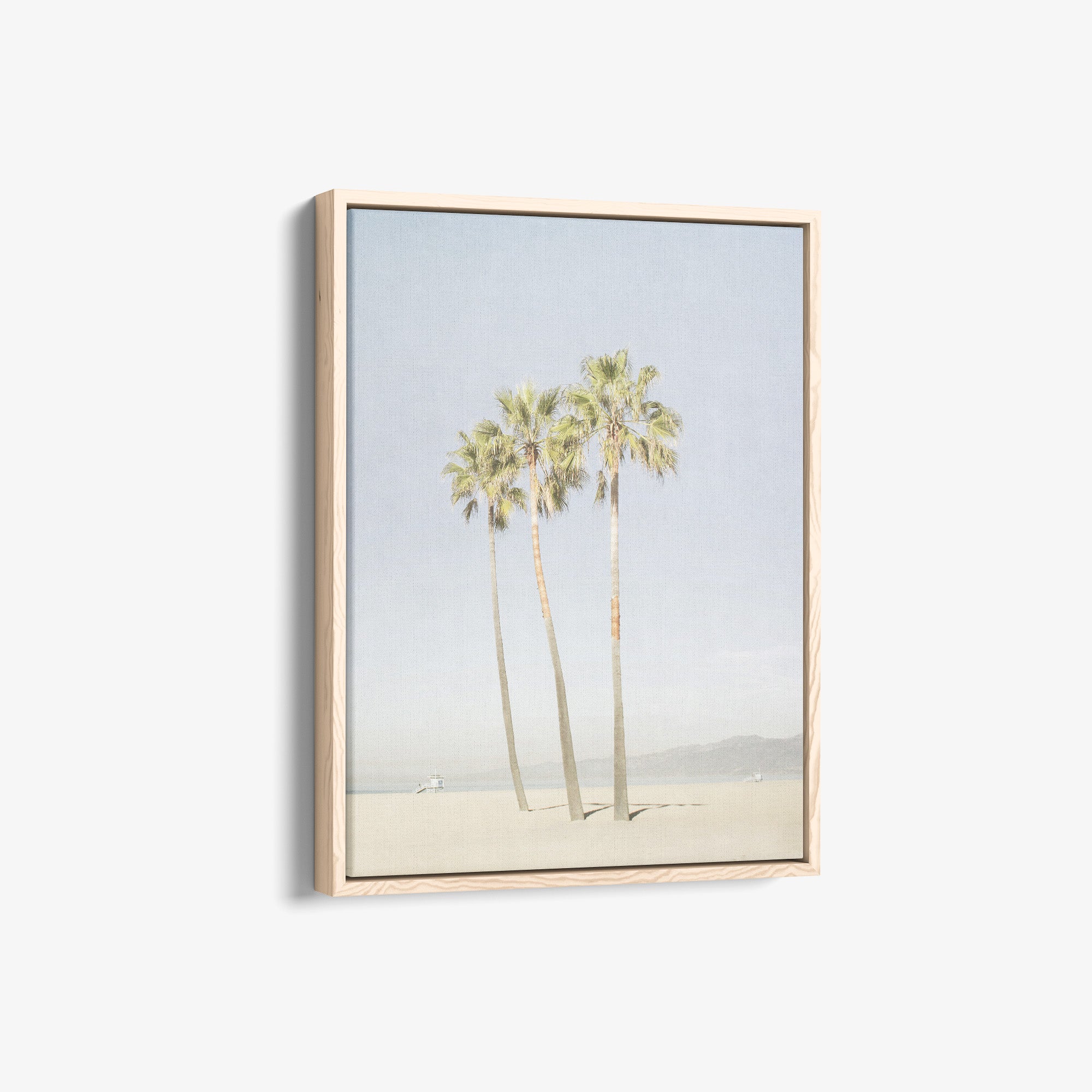 Venice Beach Palm Tree Canvas Print 'Three Palms'