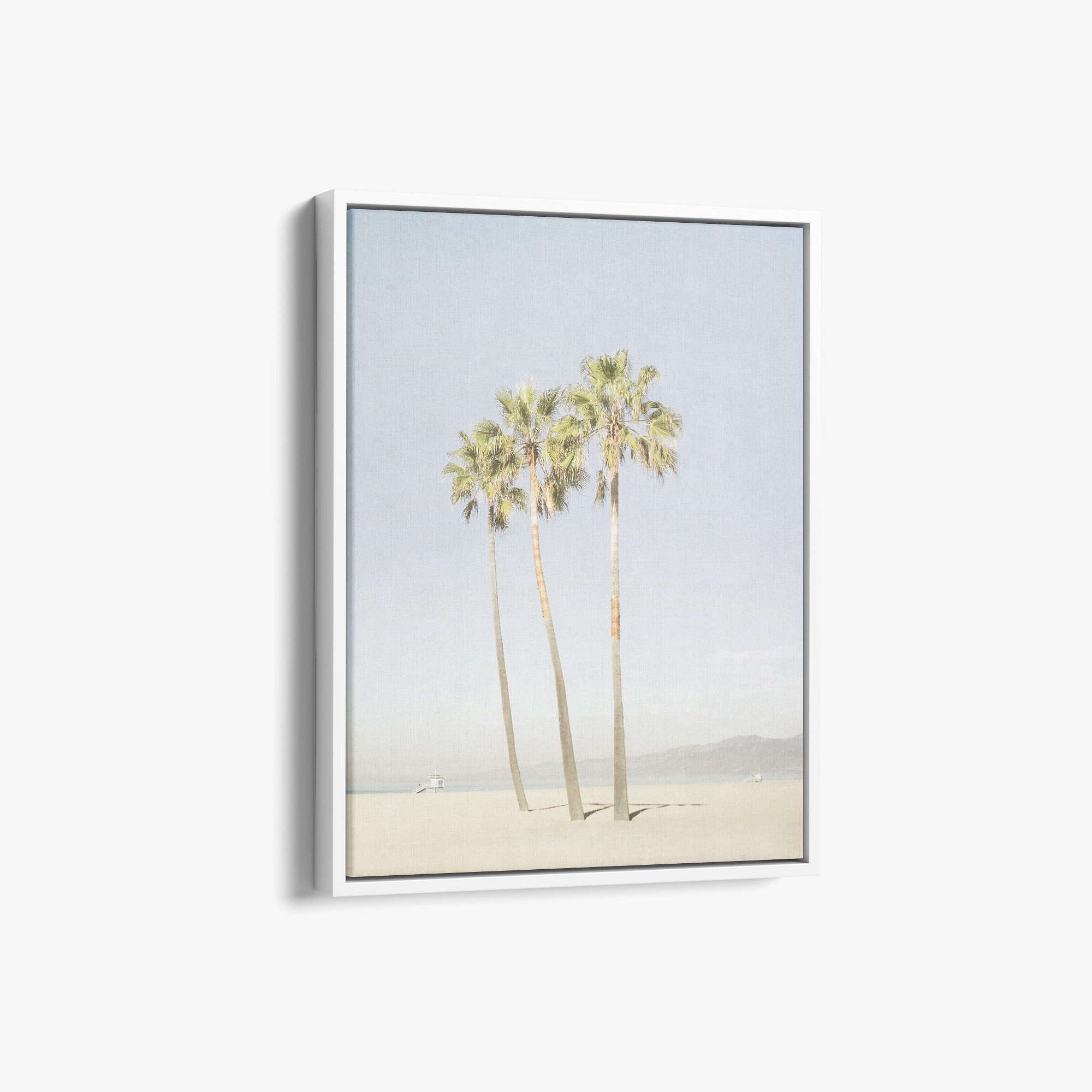Venice Beach Palm Tree Canvas Print 'Three Palms'